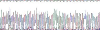 Recombinant Interleukin 23 (IL23)