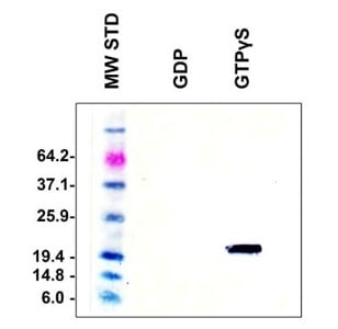 PAK1 PBD Agarose Beads