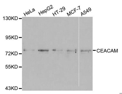 CEACAM5 Antibody
