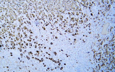 CD63 (ABT-CD63) Antibody