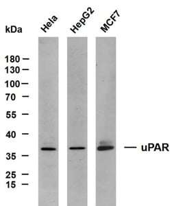 uPAR (PT2194) Antibody