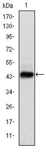 E7 Monoclonal Antibody