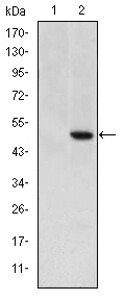 Cripto Monoclonal Antibody