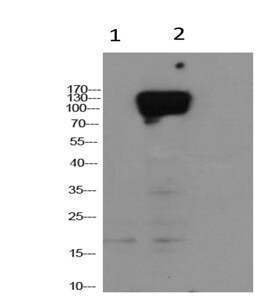 HIF-1alpha Mouse mAb (Mix-mA) Antibody