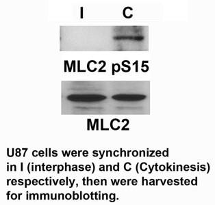 MLC2 (Phospho-Ser15) Antibody