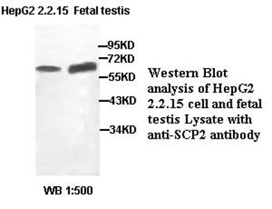 SCP2 Antibody