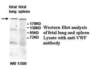 VWF Antibody