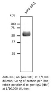 HFQ Polyclonal Antibody