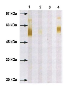 Anti-H3 (A/Shangdong/9/93) (H3N2), clone 246 Antibody