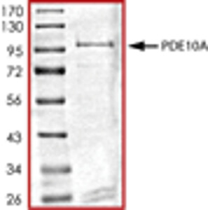 PDE10A, Active