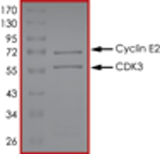 CDK3/CyclinE2, Active