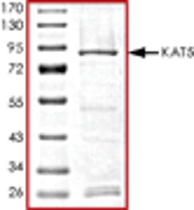 KAT5 (TIP60), Active