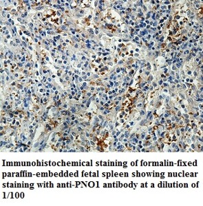 PNO1 Antibody