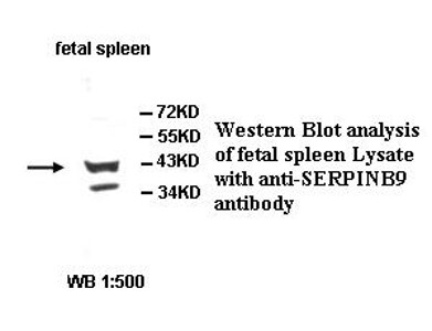SERPINB9 Antibody