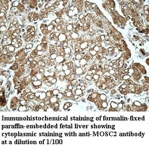 MOSC2 Antibody