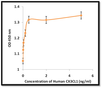 Recombinant Human Fractalkine (CX3CL1)