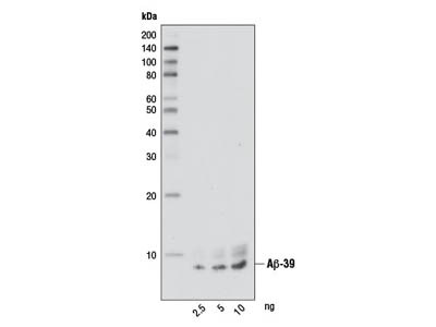 beta-Amyloid (1-39) (D5Y9L) Rabbit mAb