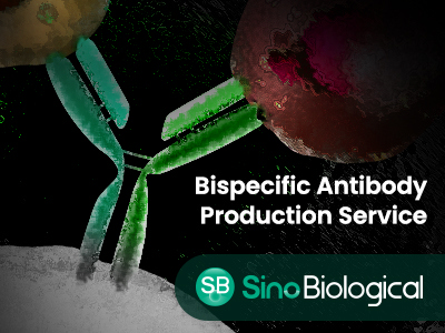 Bispecific Antibody Production Service from Sino Biological, Inc.