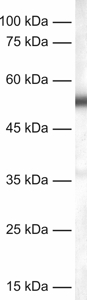 2点 c-Fos Antibody 226 008 from Synaptic Systems GmbH