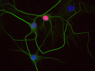 2点 c-Fos Antibody 226 008 from Synaptic Systems GmbH