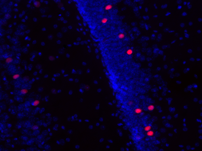 2点 c-Fos Antibody 226 008 from Synaptic Systems GmbH