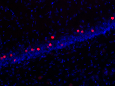 2点 c-Fos Antibody 226 008 from Synaptic Systems GmbH