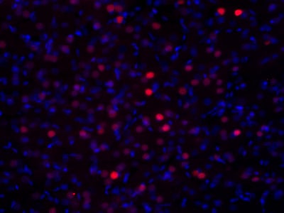 2点 c-Fos Antibody 226 008 from Synaptic Systems GmbH