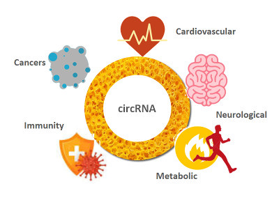 Arraystar Circular RNA Microarray Service