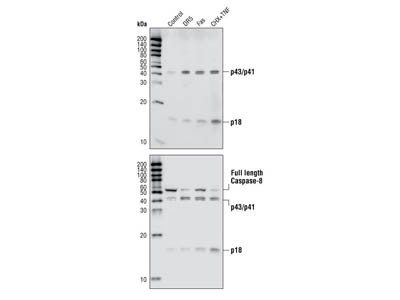 Cleaved Caspase-8 (Asp374) (18C8) Rabbit mAb