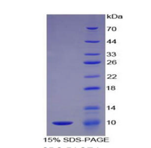 Complement Component 5a (C5a) Recombinant, Mouse