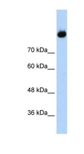 Complement Component C2 Antibody - BSA Free
