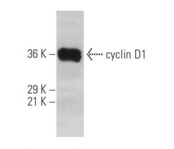 cyclin D1 (HD11) Alexa Fluor® 647 Antibody sc-246 AF647 from