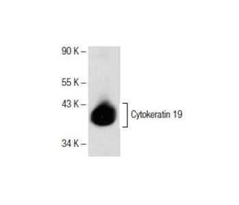 健康・医学 Receptor Based Solutions On-demand treatment of metabolic diseases by a synthetic
