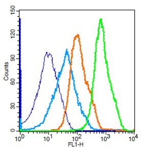 NFKB p65 Polyclonal Antibody