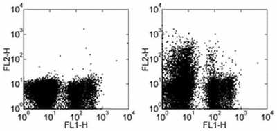 CD117 (c-Kit) Antibody 14-1171-82 from Thermo Fisher