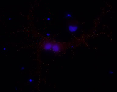 Gephyrin Antibody 147 011 from Synaptic Systems GmbH
