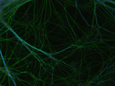 Gephyrin Antibody 147 011 from Synaptic Systems GmbH