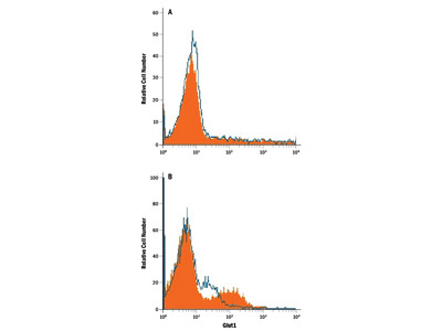 さとぴ Glut1 Antibody (202915) [Alexa Fluor® 700] (FAB1418N): Novus
