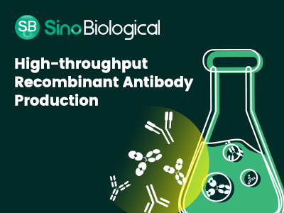 High-throughput Antibody Production Service from Sino Biological, Inc.