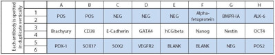Human Stem Cell Array C1