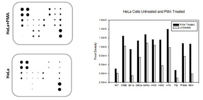 Human/Mouse MAPK Phosphorylation Array