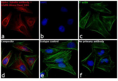 Goat anti-Rabbit IgG (H+L) Highly Cross-Adsorbed, Alexa