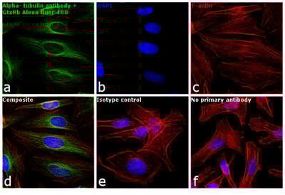 Goat anti-Rabbit IgG (H+L) Highly Cross-Adsorbed, Alexa