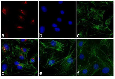 Goat anti-Rabbit IgG (H+L) Cross-Adsorbed, Alexa Fluor 633 A