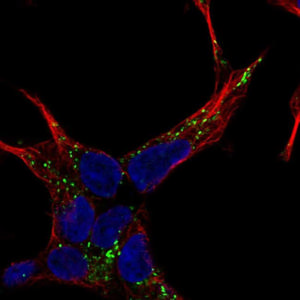 NELL2 Antibody