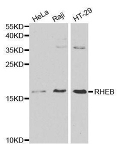 Anti-RHEB Antibody