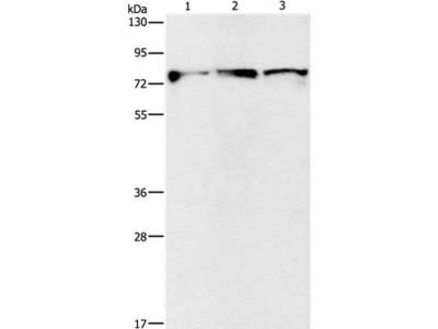 KIF3A Antibody