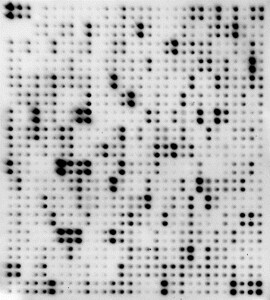 Mouse Proteome Profiling Array L1308 (Membrane)