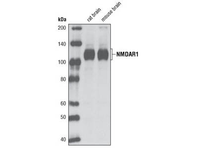 MAA様 Tris(4-bromophenyl)ammoniumyl hexachloroantimonate Magic Blue