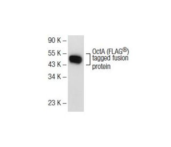 サコ様 OctA-Probe (H-5) Antibody sc-166355 from Santa Cruz